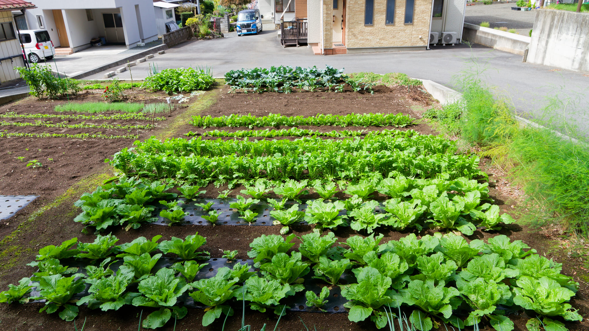 03-Mt Fuji (6) Shimoyoshida.jpg